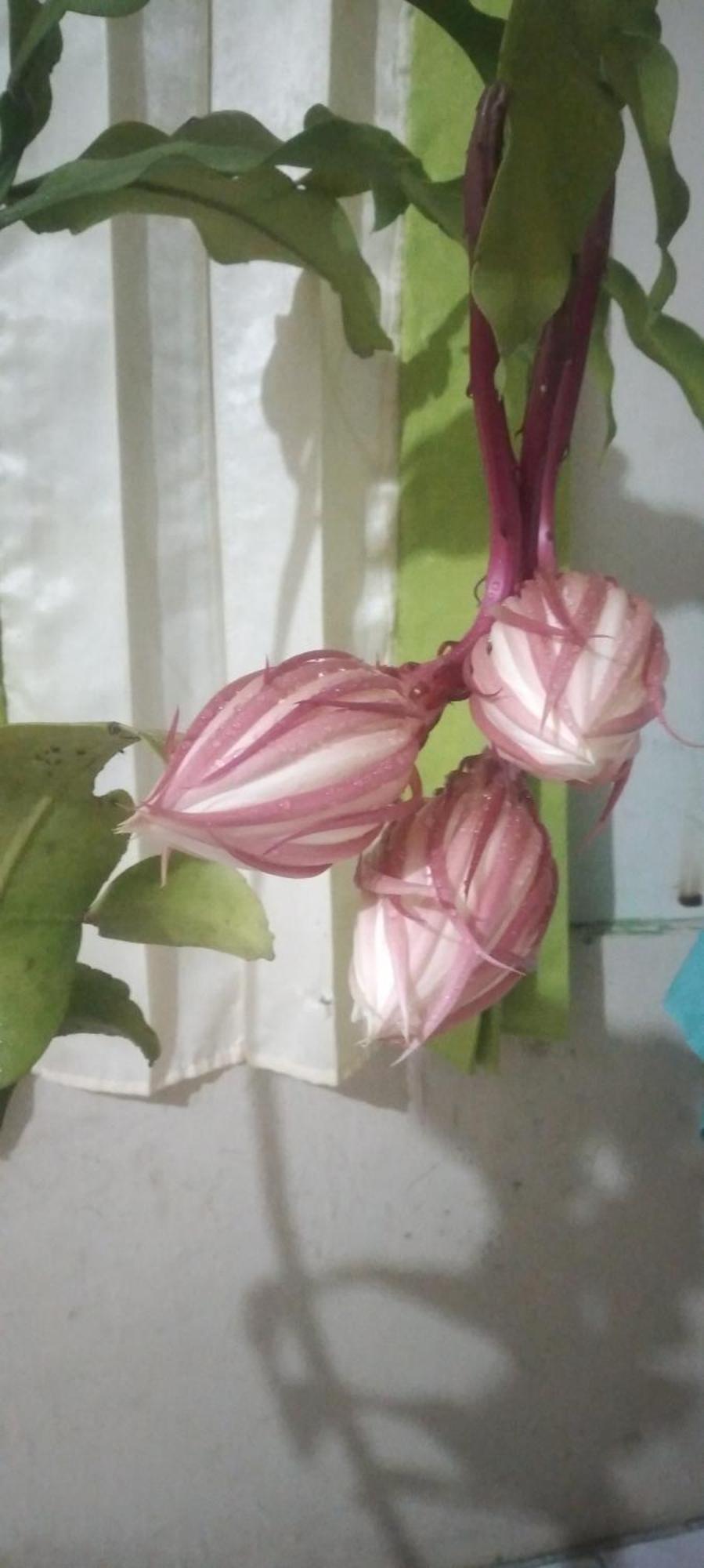 Karleta Homestay รูเติง ภายนอก รูปภาพ
