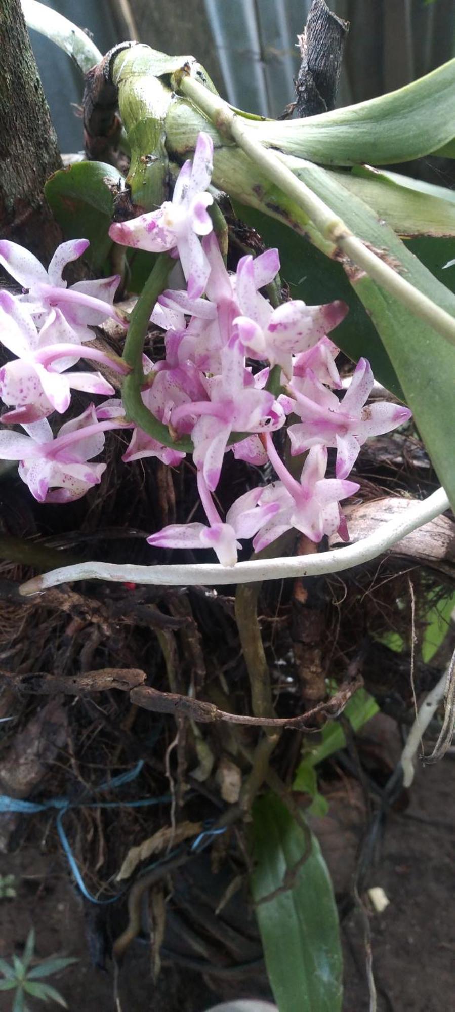 Karleta Homestay รูเติง ภายนอก รูปภาพ